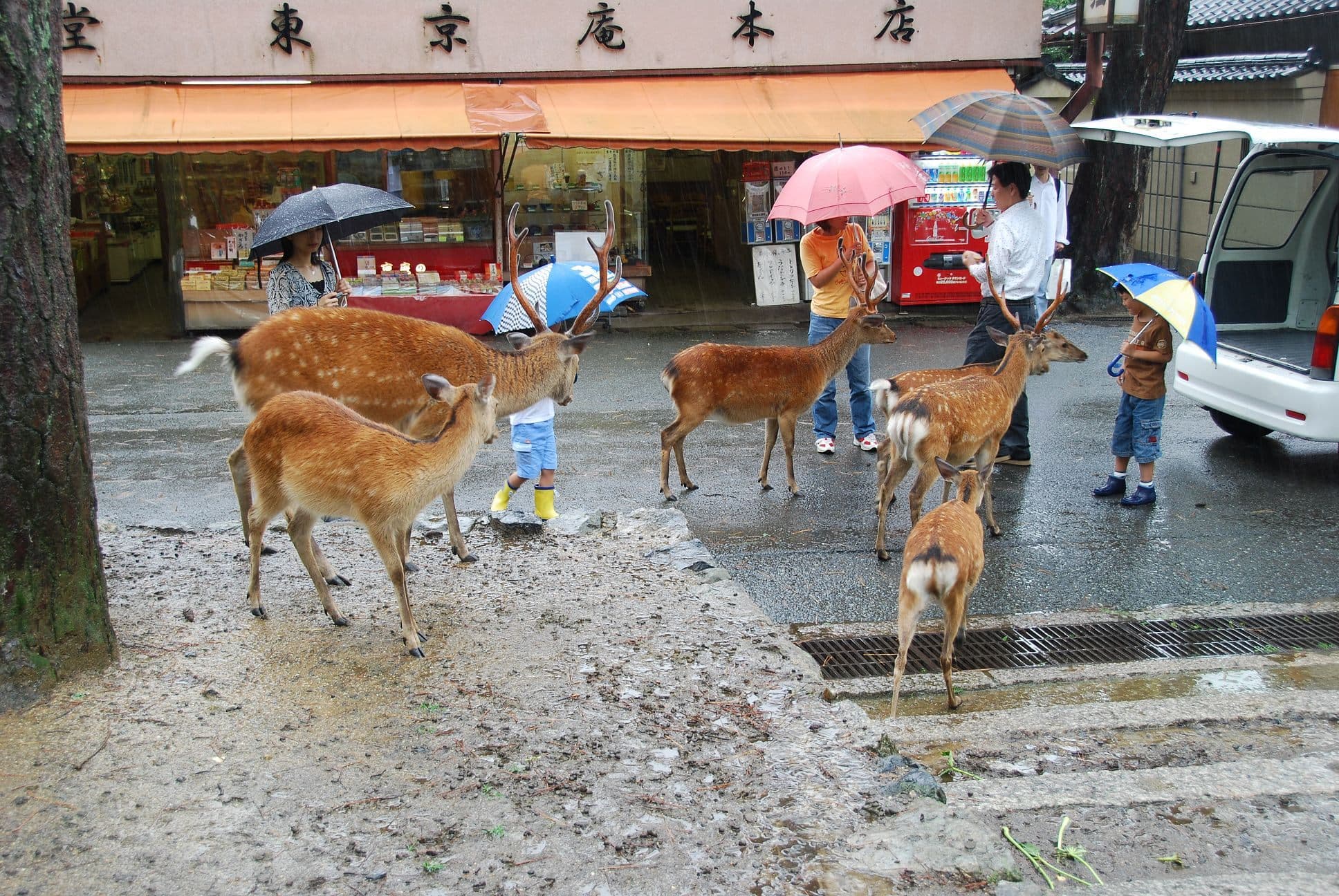 Nara Prefecture cover image
