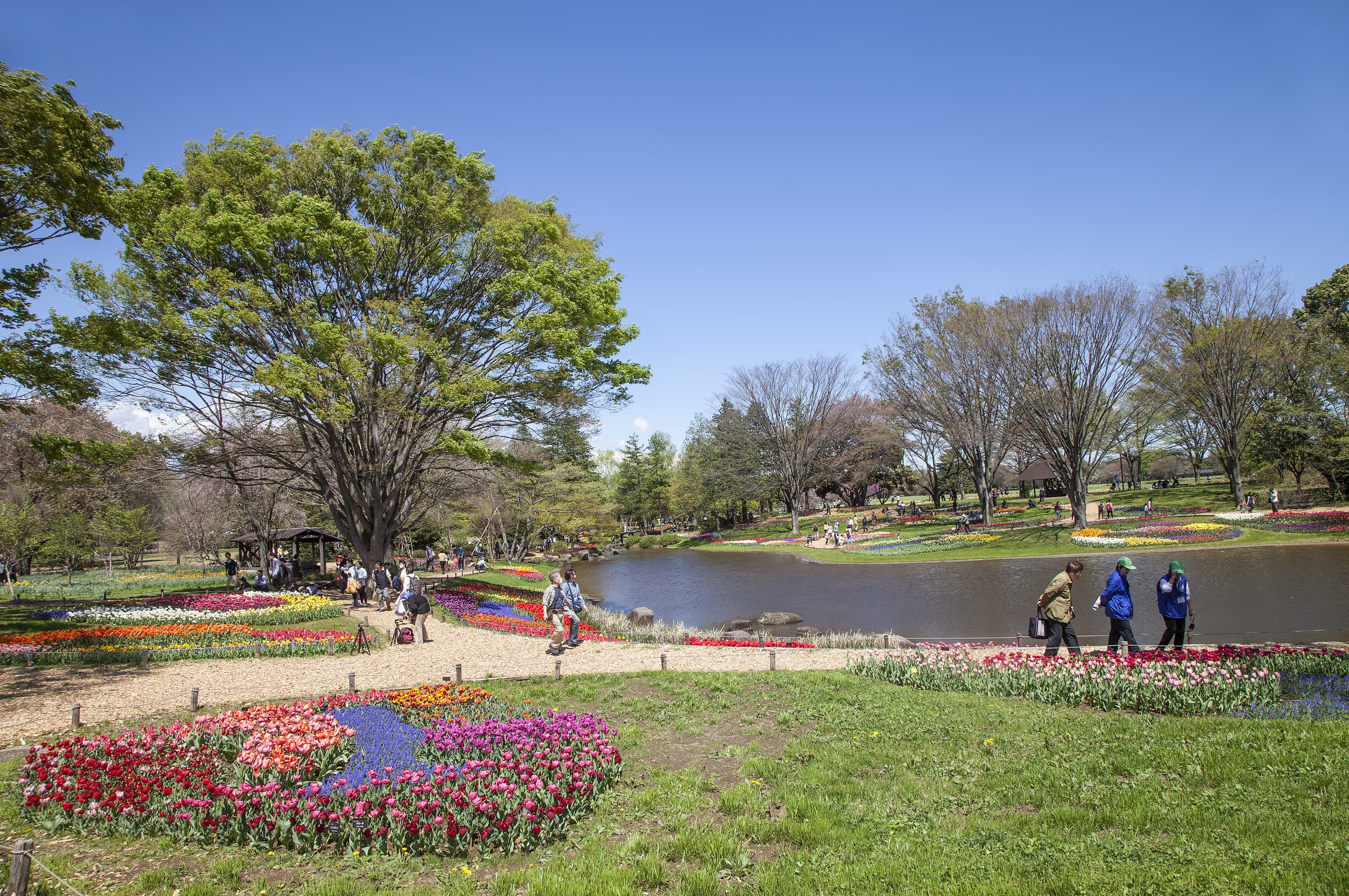 Showa Kinen National Park cover image