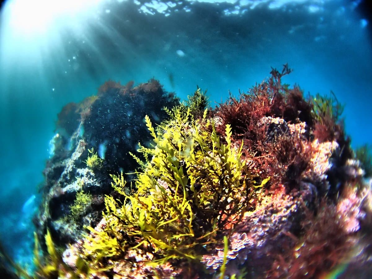 Дайвинг-центр Izu Oceanic Park - I.O.P.