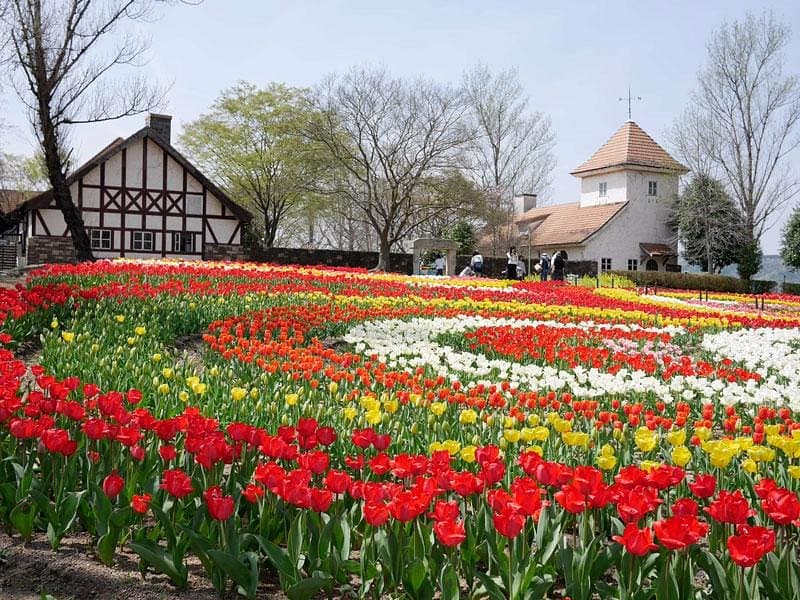 Немецкий лес Кроненберг