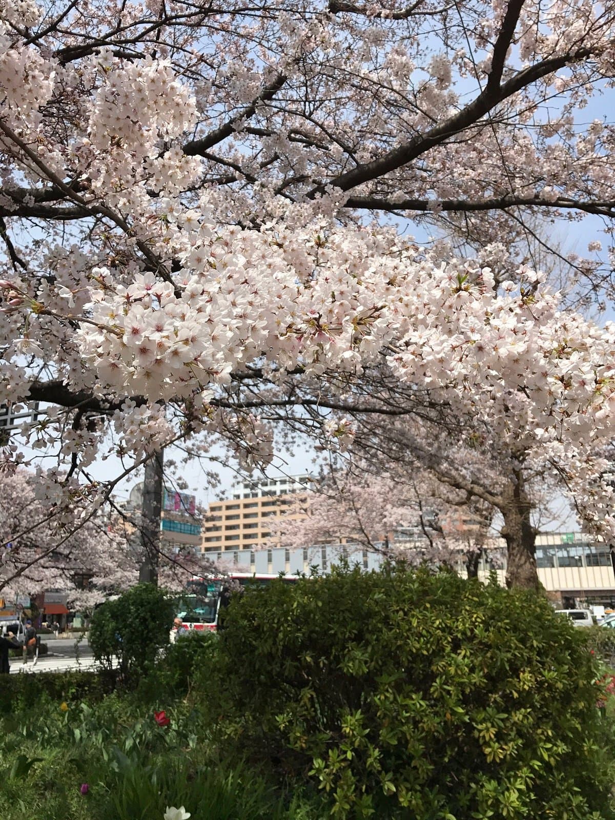 Daigakudori Street cover image