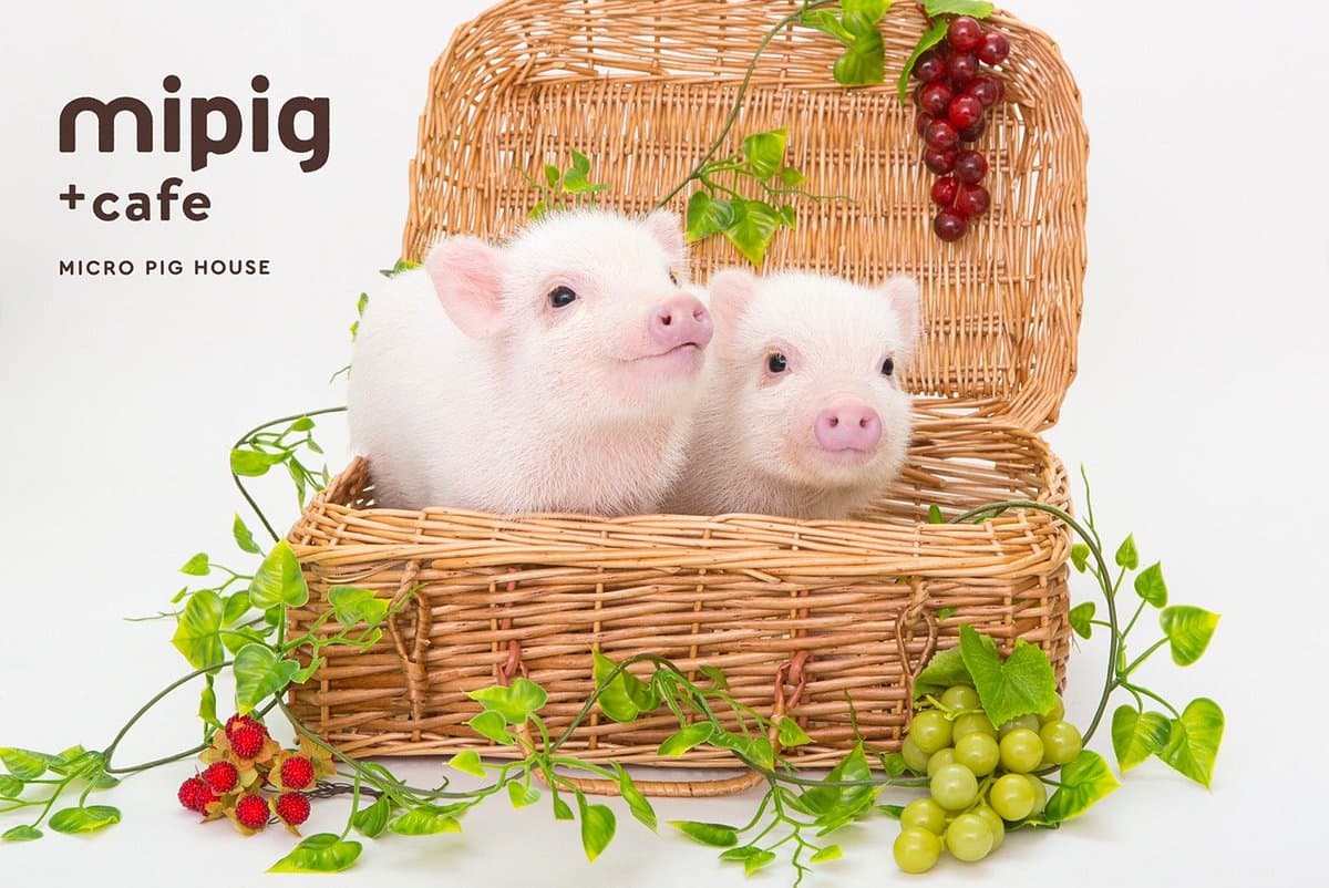 Кафе Mipig Осака