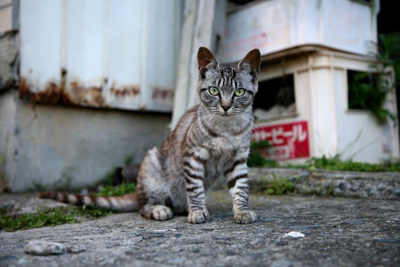 Кошачий остров (Тасиродзима)