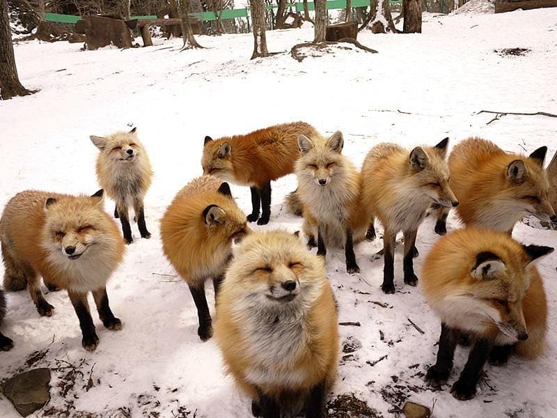 Деревня лис Мияги Зао