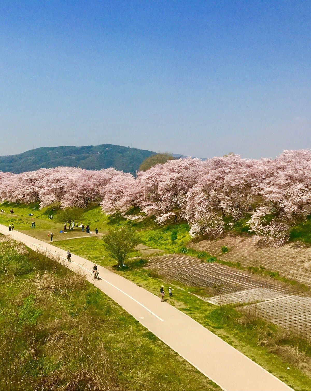 Yodo River Park Sewaritei District cover image