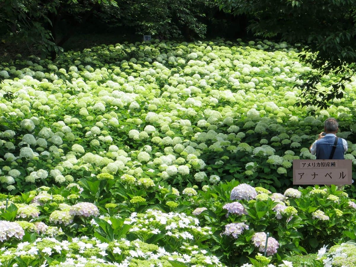 Sagamihara Kita Park cover image