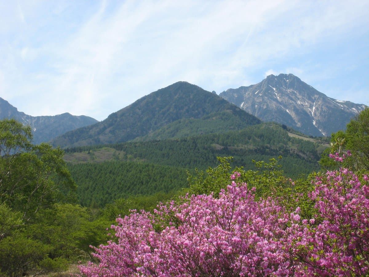 Лес Уцукушиномори